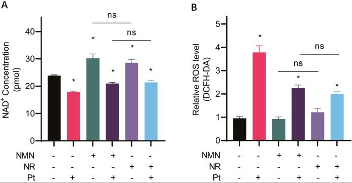 NMN and NR increase intracellular NAD + levels and decrease ROS levels in cisplatin-treated cells. NMN and NR increase intracellular NAD + levels and decrease ROS levels in cisplatin-treated cells.