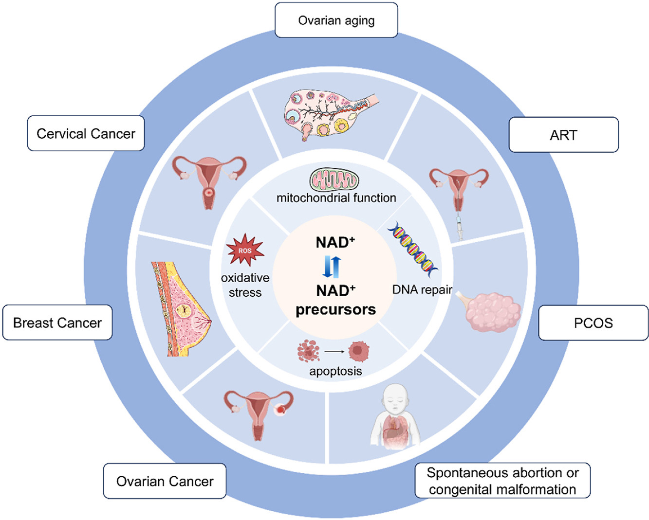 What are the effects of supplementing NAD+ and its precursors on women?