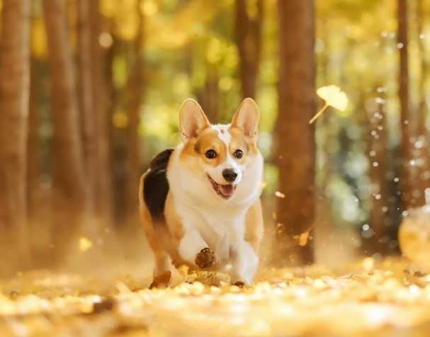PQQ: Improves cognitive and motor skills