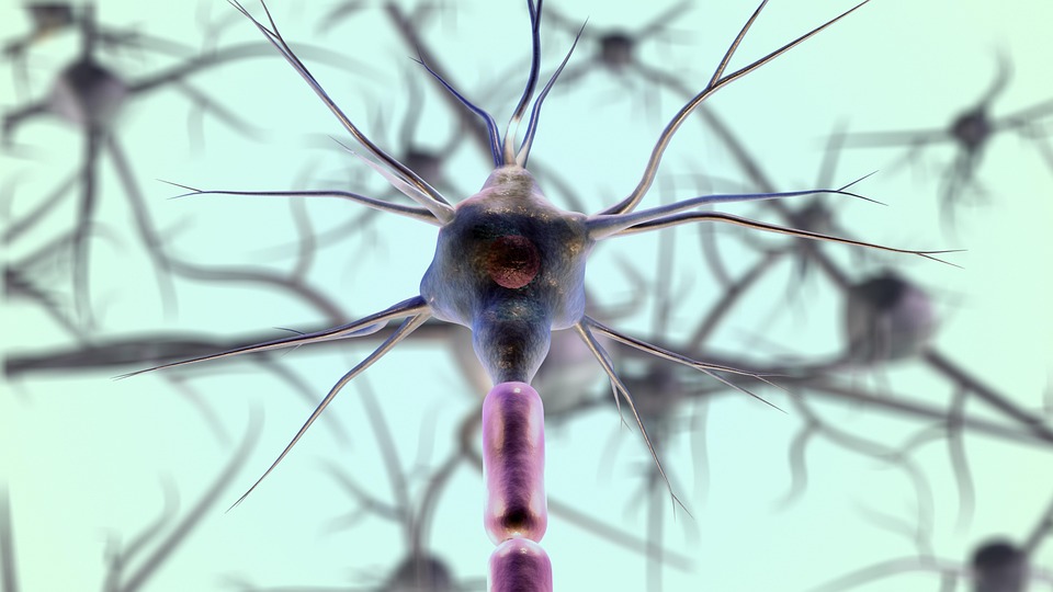 Theoretical basis for NAD enhancement