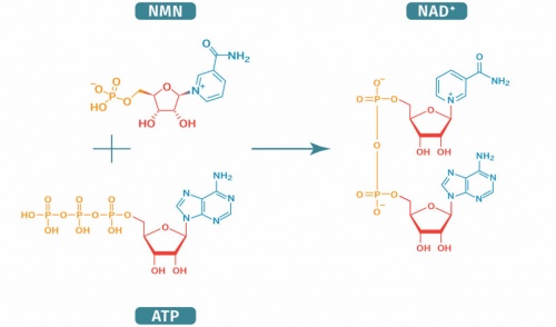 NAD+NMN biosynthesis
