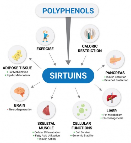 POLYPHENOLS SIRTUINS