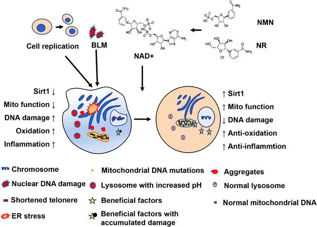 Figure 2. NMN supplementation pathways for combating cellular aging