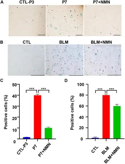 Figure 4. NMN improves cellular aging