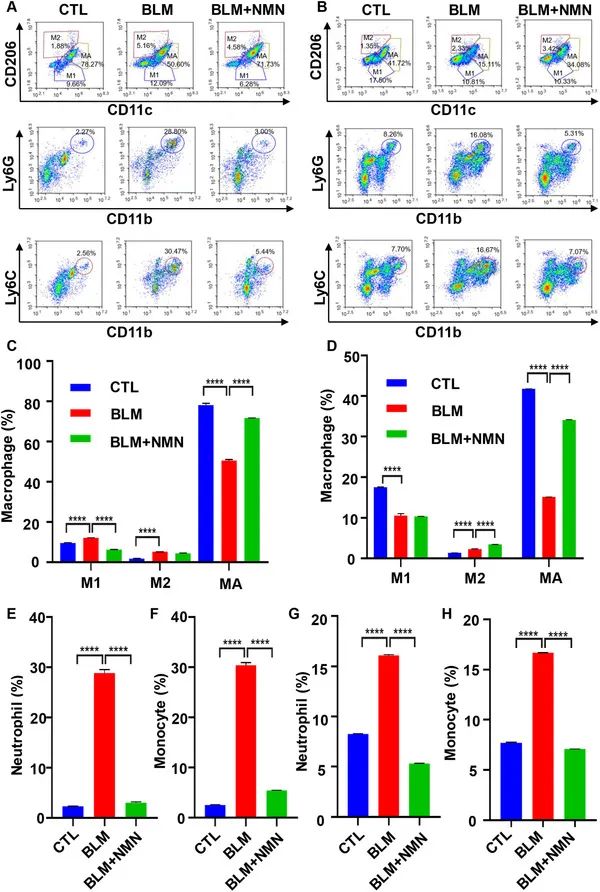 Figure 5. NMN alleviates bleomycin induced pulmonary inflammation in mice