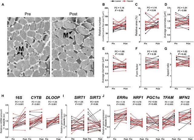 NR promotes muscle mitochondrial biogenesis in twins from BMI-discordant pairs