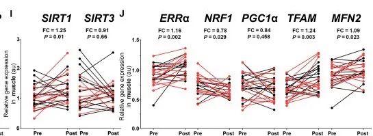 Gene expression of SIRT1 and SIRT3 and other key regulators of mitochondrial biogenesis in muscles before and after NR