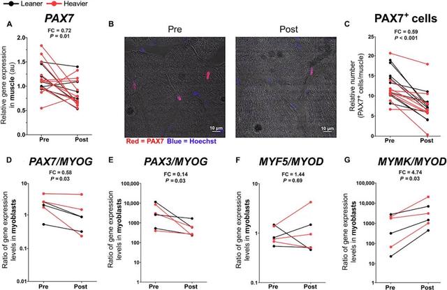 NR promotes muscle satellite cell differentiation in twins from BMI-discordant pairs