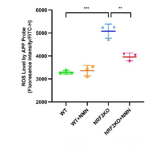 Figure 2 NMN reduced the level of oxygen free radicals in NRF2 knockout cells after radiation irradiation