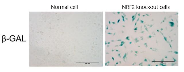 FIG. 1 Cells that cannot express NRF2 age rapidly after exposure to radiation (senescent cells are stained with SA-beta-gal)
