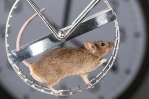 Mice in exercise