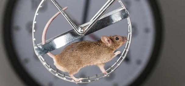 Mice in exercise