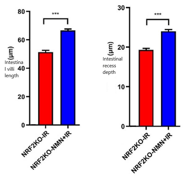 Figure 5 NMN protects the intestines of mice with NRF2 gene knocked out from radiation damage