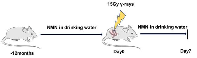 FIG. 3 Experimental procedure of mice