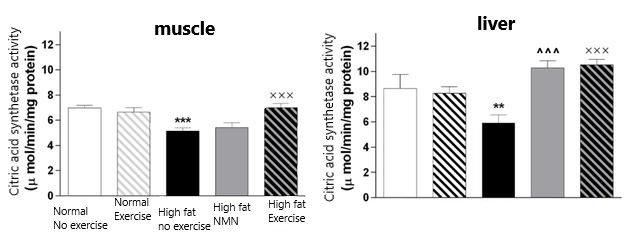 Citrate synthetase activity in mouse muscle and liver tissue