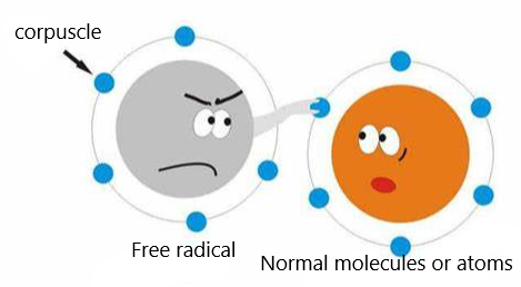 Corpuscle, Free fadical, Normal molecules or atoms