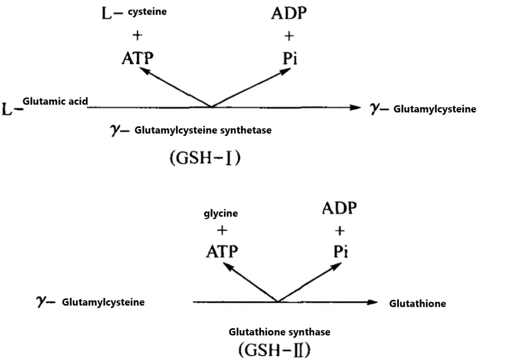 Glutathione synthesis pathway