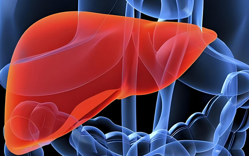 Glutathione protects the liver in the following ways: