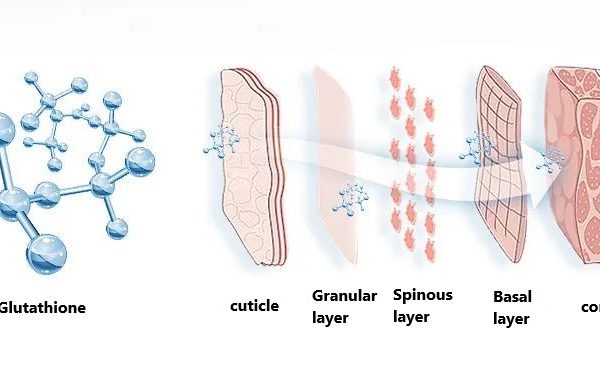 Glutathione the enemy of free radicals