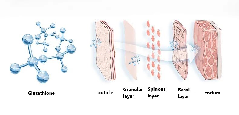 Glutathione the enemy of free radicals
