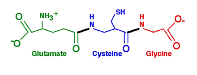 Glutamate, Cysteine, Glycine