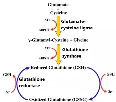 Classification and birth of glutathione
