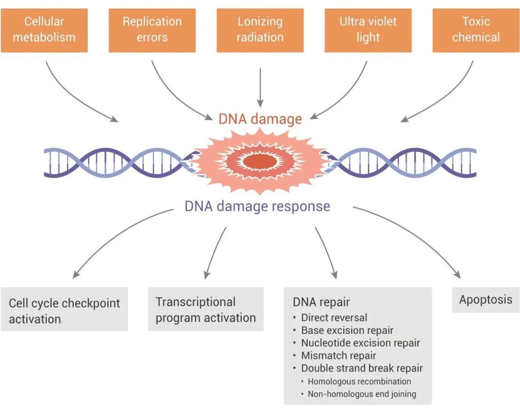 A 10-ingredient anti-aging supplement acts directly on cells 2 DNA damage and response
