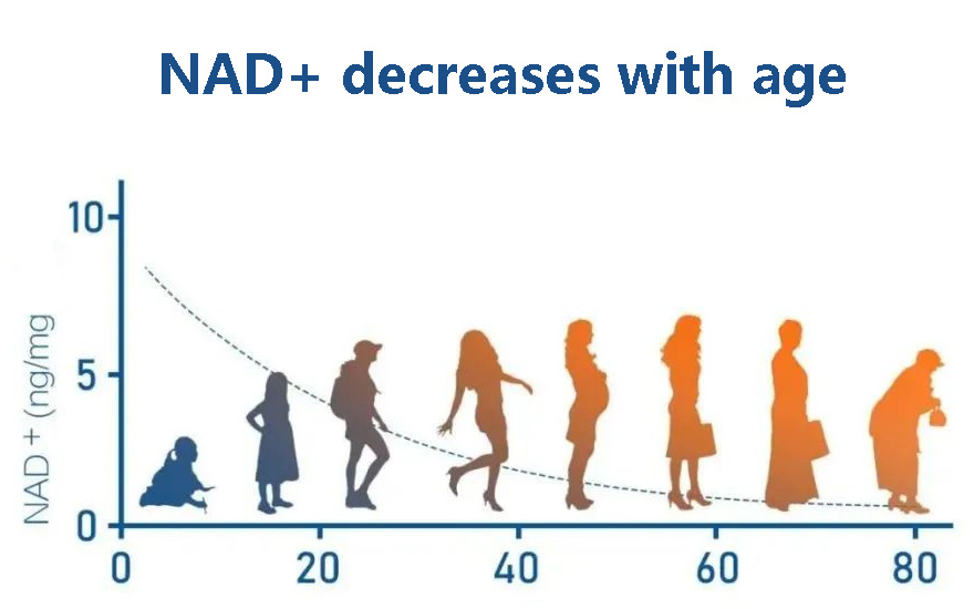 NAD+ opens a new path to anti-aging 3 NAD+ decreases with age