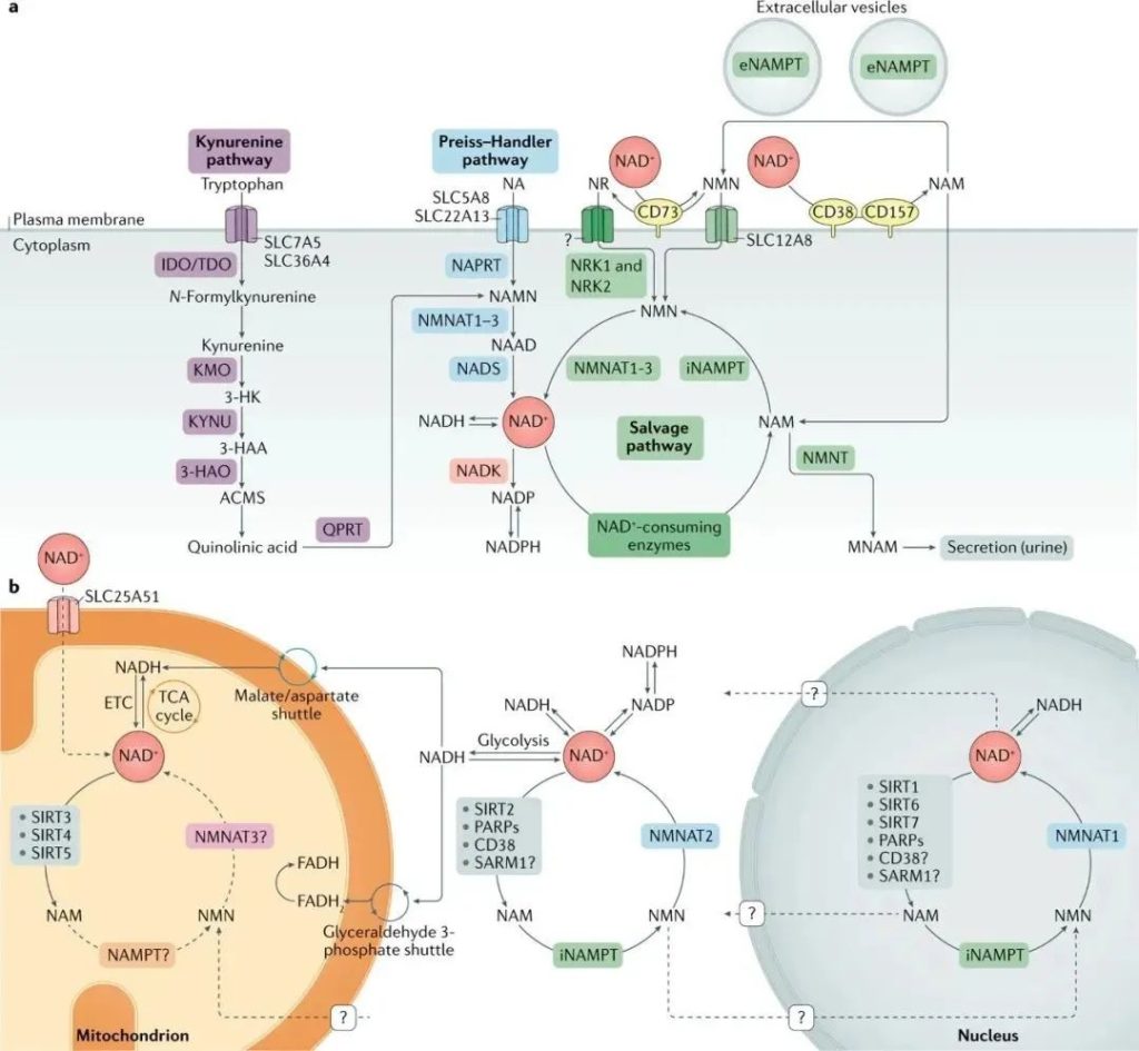 NAD+ opens a new path to anti-aging 2 NAD is involved in every reaction in the body