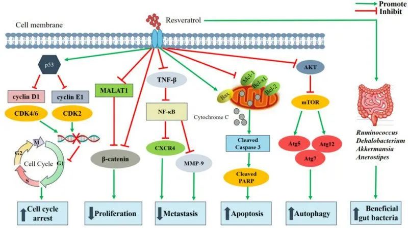 A 10-ingredient anti-aging supplement acts directly on cells 4 Anti-cancer effects of resveratrol and its main mechanism