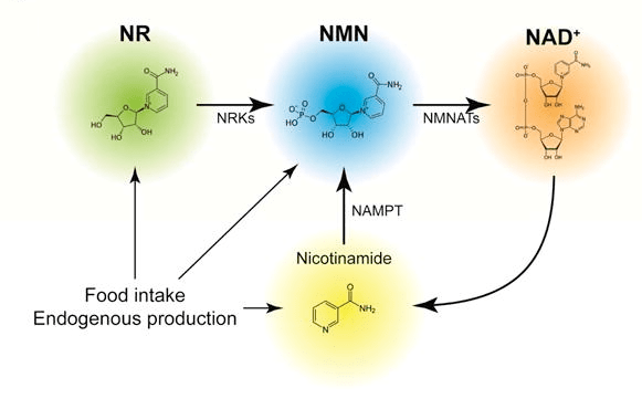 A 10-ingredient anti-aging supplement acts directly on cells 3 NR, NMN, NAD+ anti-aging