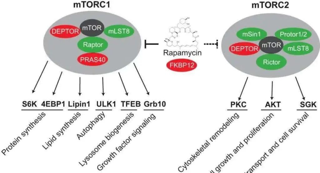 A 10-ingredient anti-aging supplement acts directly on cells 8 mTOR pathway