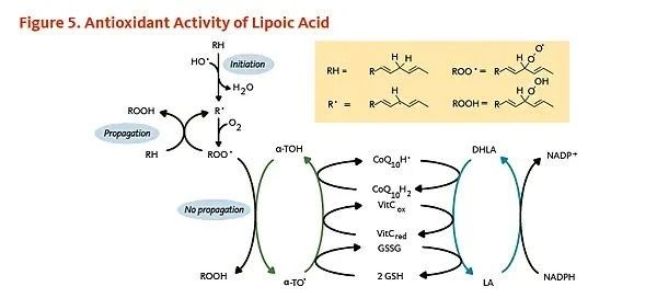 A 10-ingredient anti-aging supplement acts directly on cells 9 Lipoic acid antioxidant activity