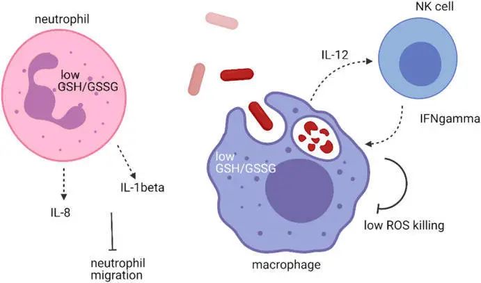 A 10-ingredient anti-aging supplement acts directly on cells 10 The mechanism of glutathione in bacteria