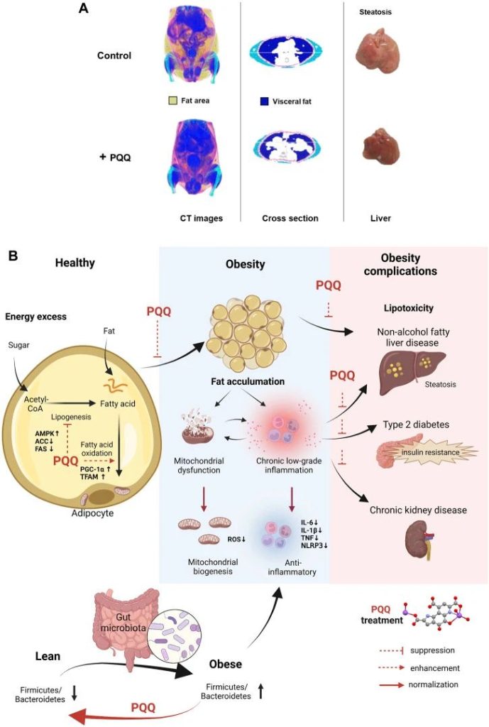 A 10-ingredient anti-aging supplement acts directly on cells 11 PQQ reduces fat accumulation and improves the progression of obesity
