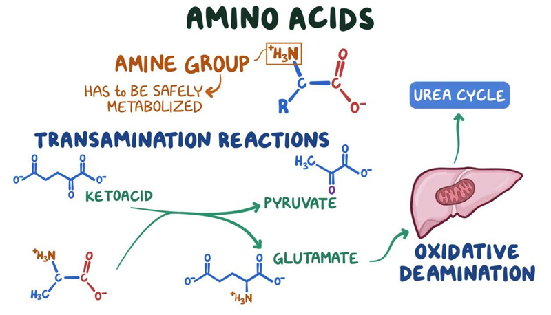 AMINO ACIDS