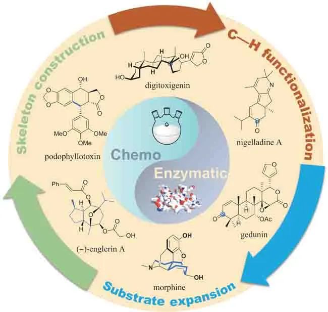 Chemoenzymatic synthesis of natural products: evolution of methods and strategies [J]. Chinese Journal of Synthetic Biology, 2024, 5(5): 913-940. (in Chinese)