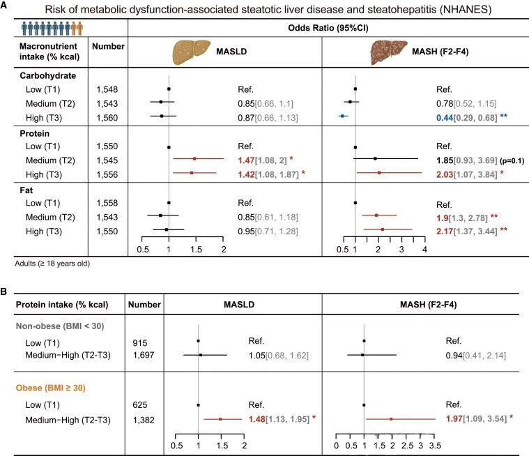 necessity of protein reduction from liver metabolic characteristics 3 Risk of metabolic dysfunction-associated steatotic liver disease and steatohepatitis (NHANES)