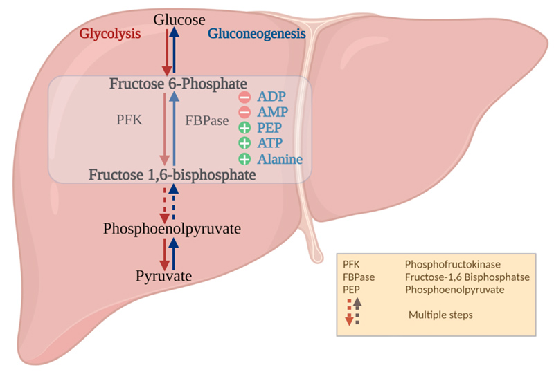 necessity of protein reduction from liver metabolic characteristics 5 necessity of protein reduction from liver metabolic characteristics