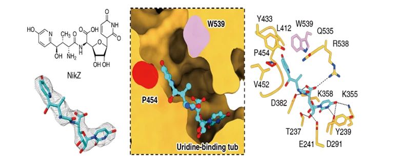 Whole cell and enzymatic synthesis of innovative pathways 6 Whole cell and enzymatic synthesis of innovative pathways