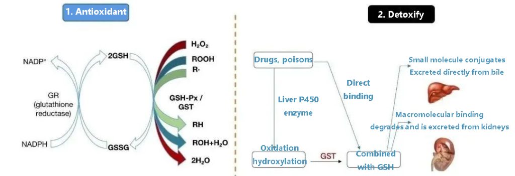 Can save liver damage glutathione, can anti-aging whitening really? 13 Can save liver damage glutathione, can anti-aging whitening really?