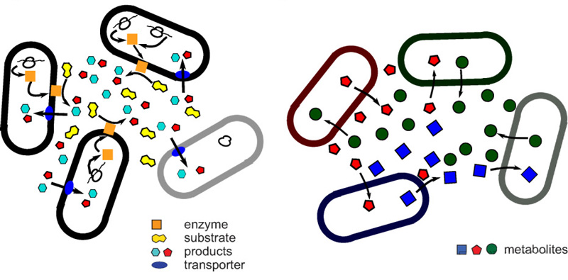 Black Queen hypothesis is disconnected from microbes 3 microbes
