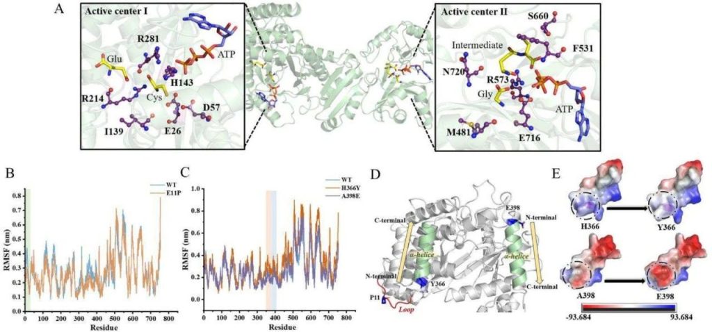 Maintaining redox homeostasis to regulate efficient glutathione metabolism in Corynebacterium glutamicum 3 Fig. 2: Molecular docking analysis of GshF and MD simulation