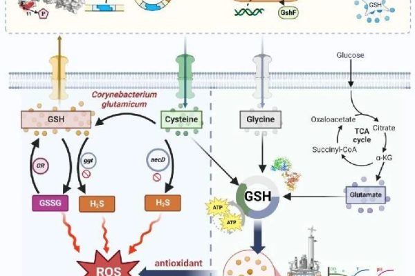Maintaining redox homeostasis to regulate efficient glutathione metabolism in Corynebacterium glutamicum Maintaining redox homeostasis to regulate efficient glutathione metabolism in Corynebacterium glutamicum