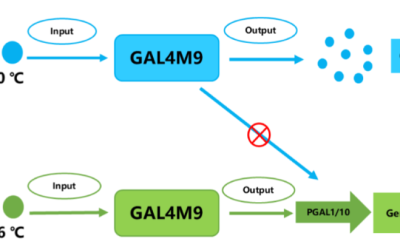 By regulating the GAL promoter, cell growth was promoted at 30℃ and gene transcription was activated at 26℃