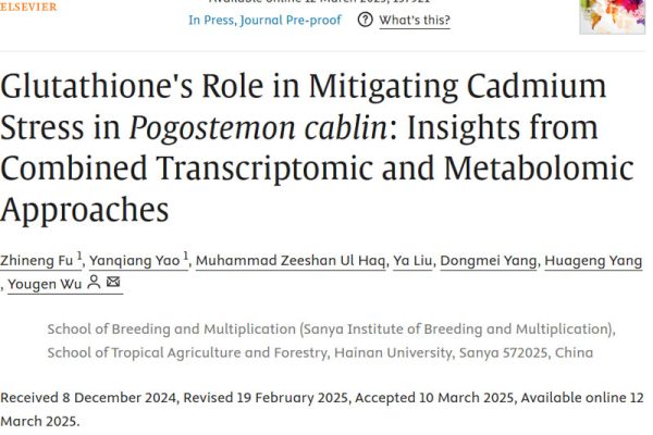How does glutathione build cadmium protection wall for patchouli How does glutathione build cadmium protection wall for patchouli