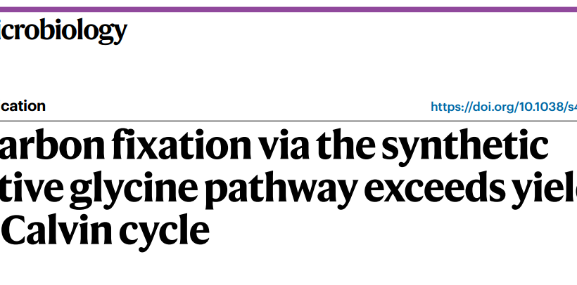One-carbon fixation via the synthetic reductive glycine pathway exceeds yield of the Calvin cycle