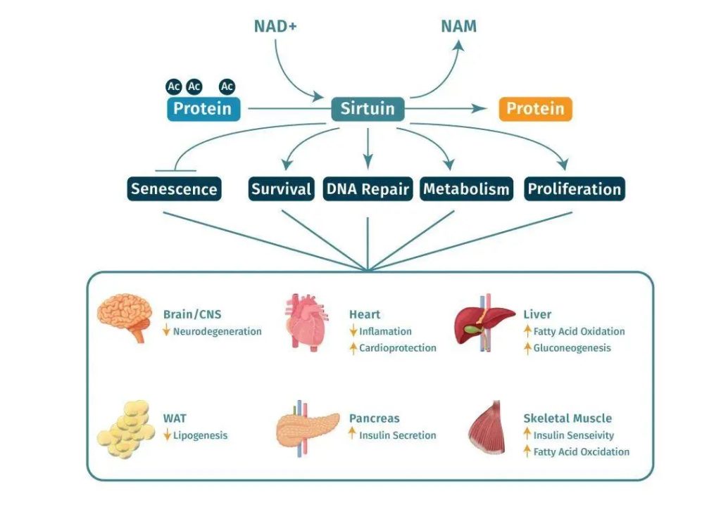 20 Benefits of NMN for Body 3 NMN Delay aging